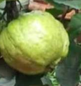 Guava fruit - Folate Content