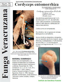  Cordyceps entomorrhiza