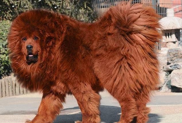 The  Most Expensive Dog Breeds