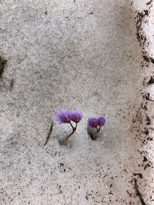 [Primulaceae] Soldanella alpina – Alpine Snowbell (Soldanella comune).