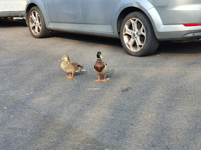 ducks-on-road