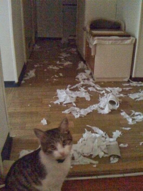 Cats Destroying Things epix