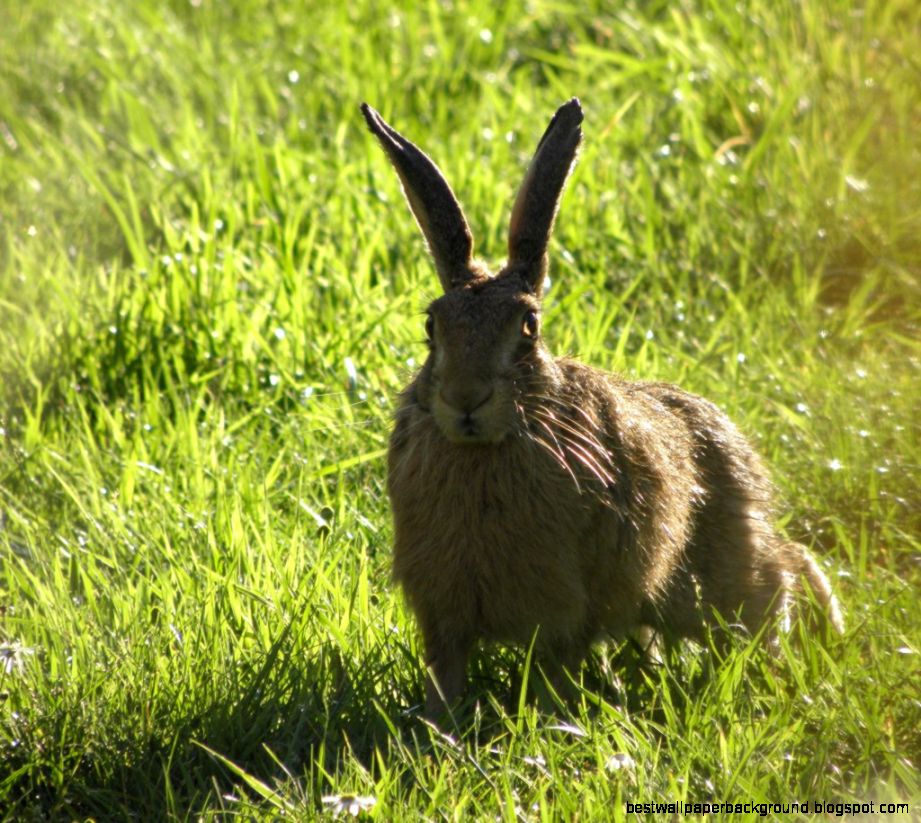 Do you have your own wildlife screensaver photo If so what is it