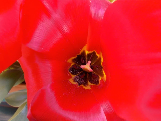 Tulipanes (Tulipa "Red Riding Hood")