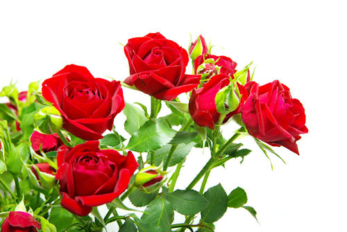 arreglo floral de rosas rojas flores