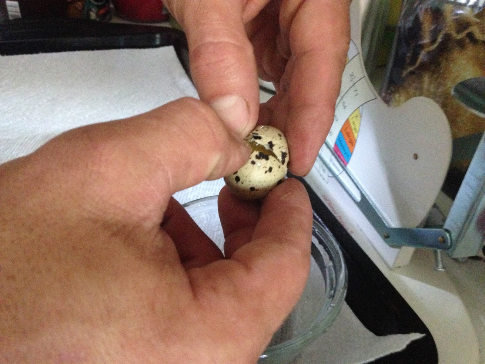 Midnight Acres Farm How to Crack a Quail Egg