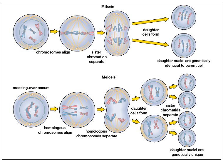 In this guide, we break down mitosis vs meiosis, explain each of the proces...