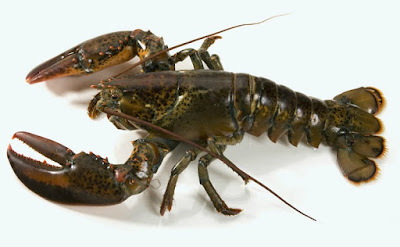 Lobster Species and Characteristic 