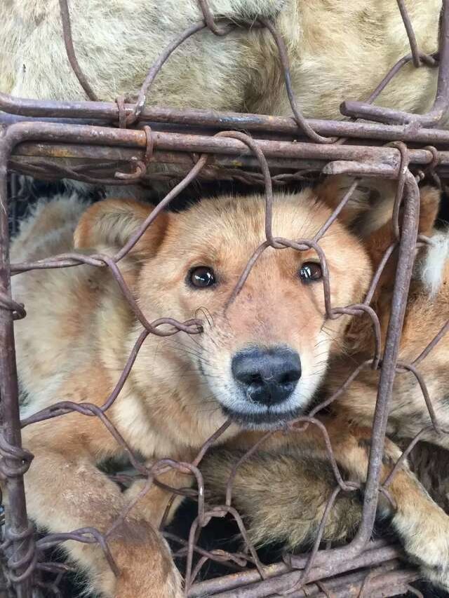 Yer Üstünden Notlar ÇİN MEKTUPLARI 32 KÖPEK ETİ