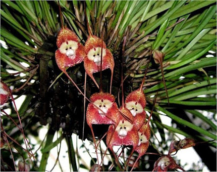 Orquídea Cara-de-macaco...