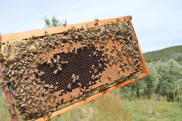 Κόψιμο μελισσιών χωρίς μεταφορές: Αυτά είναι τα μεγάλα μυστικά για να πετύχουν οι παραφυάδες 