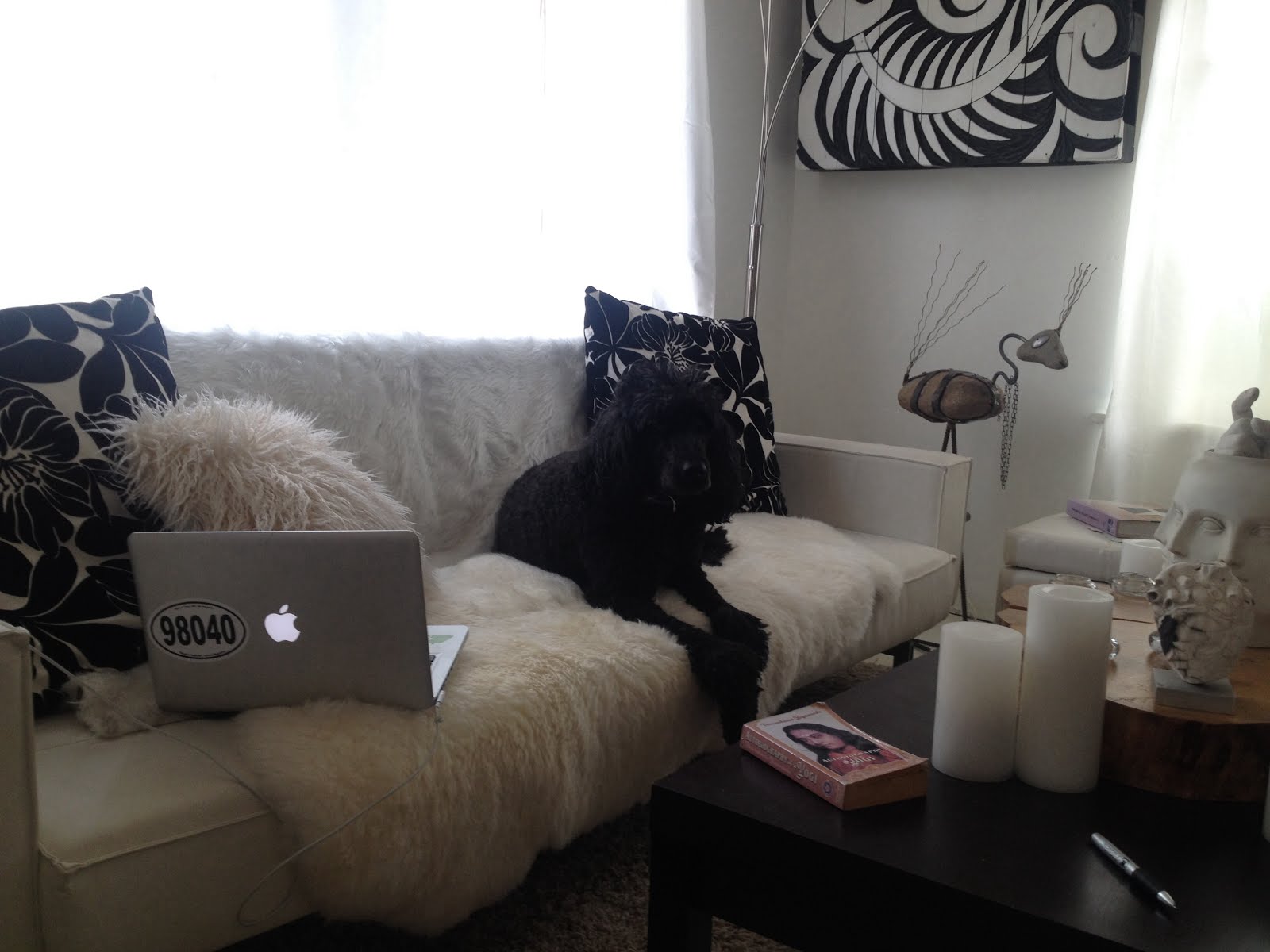 Poodle on a sofa... Checking emails