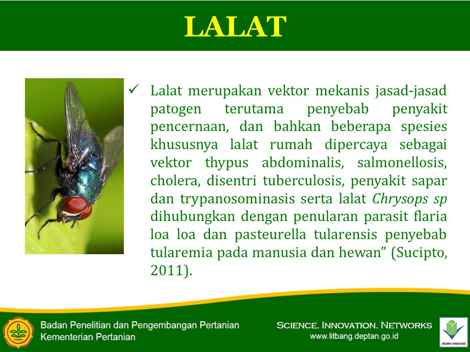 Vektor Lalat Dan Penyakitnya Entomologi Kesehatan