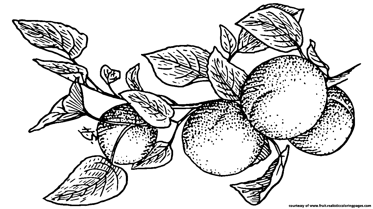 free black and white fruit clipart - photo #34