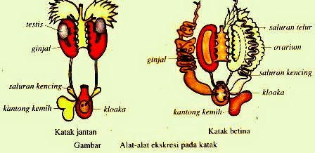 Sistem Ekskresi Hewan (Vertebrata dan Avertebrata) | Artikelsiana