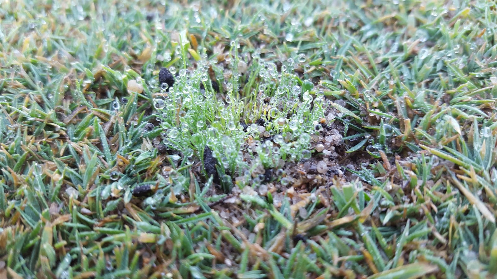 Ipswich Country Club Golf Course Maintenance Chemical Treatment and