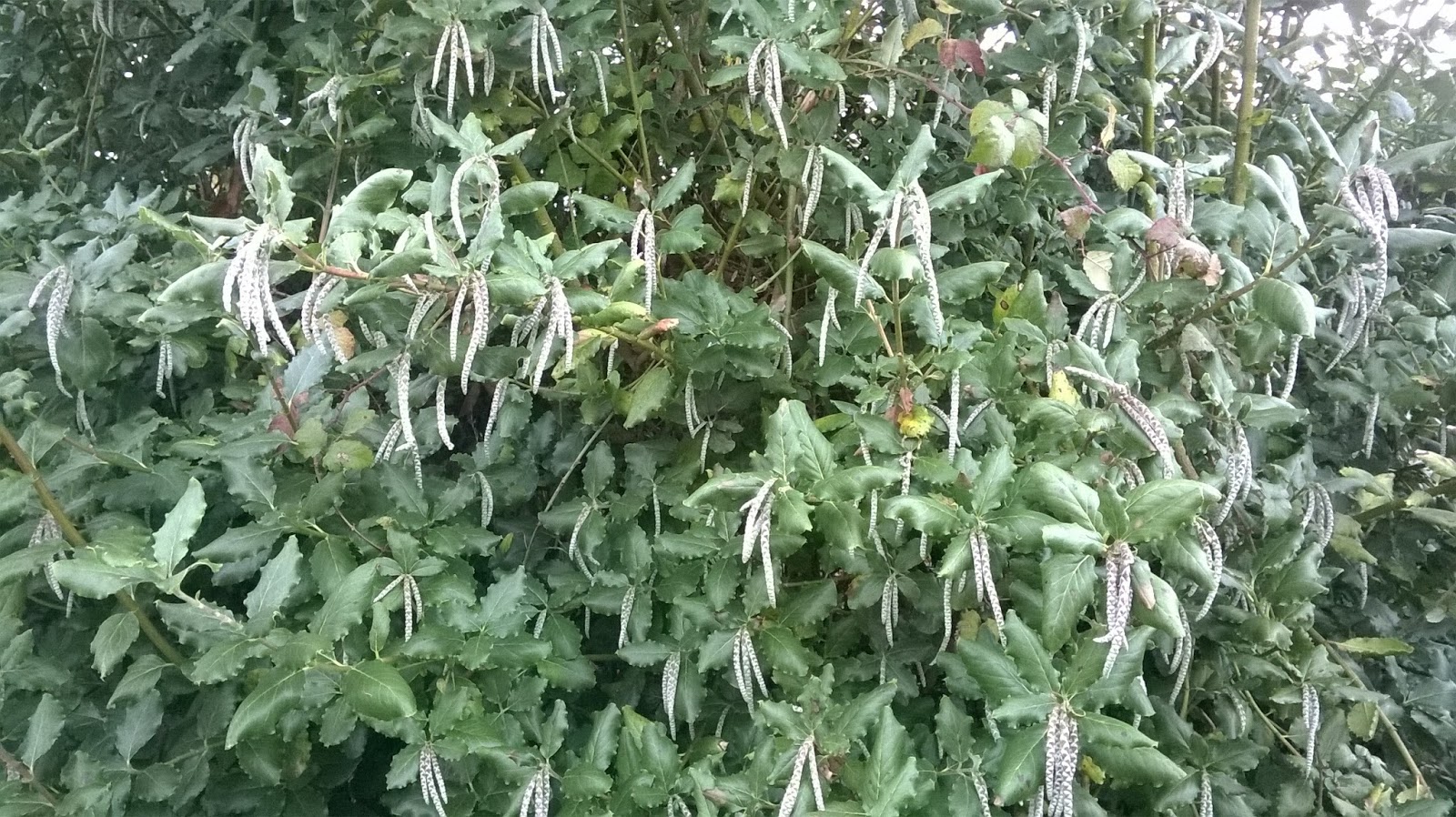 life between the flowers Garrya elliptica, Silk tassel bush, Silver