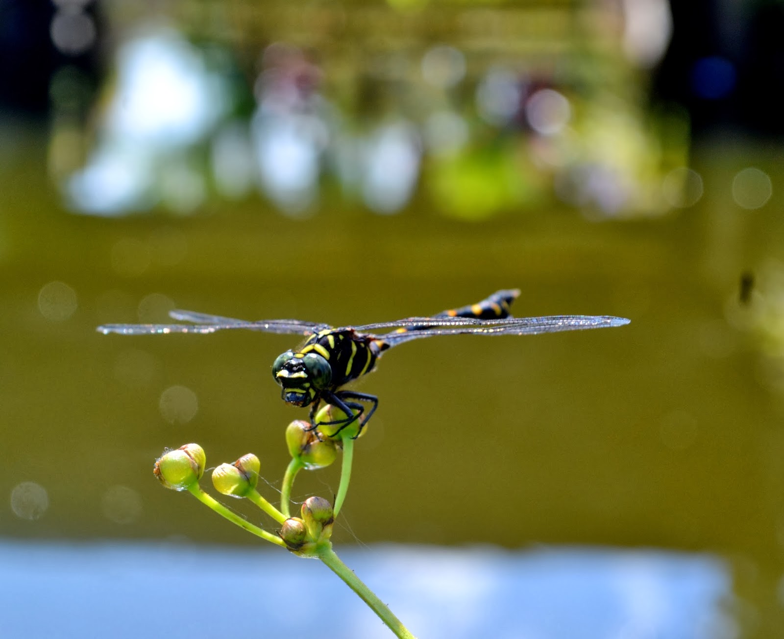 Makro Pontianak  Ahirul Habib Padilah Mansyur