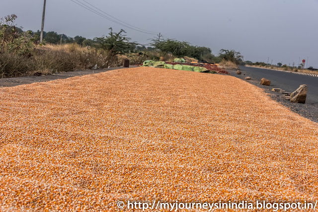 Maize Drying Andhra