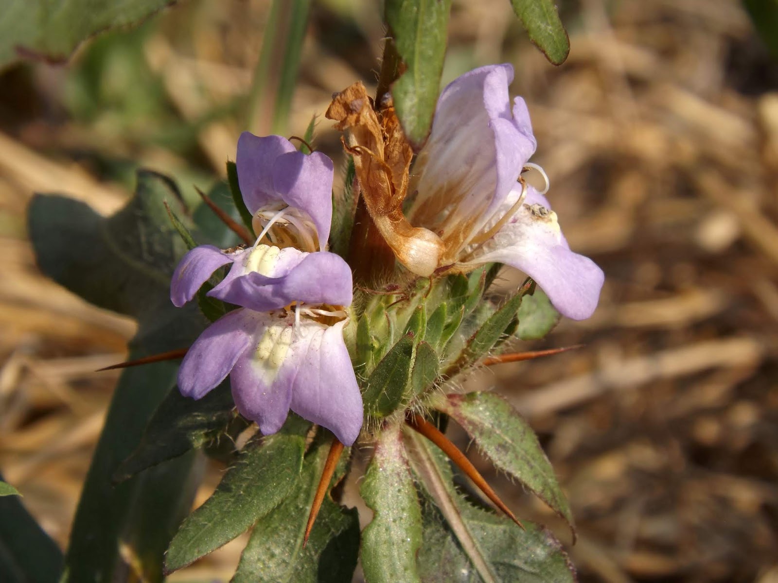 Kulekhara or Talmakhna, Hygrophila auriculata