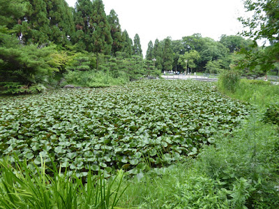 花博記念公園鶴見緑地 日本庭園　睡蓮池