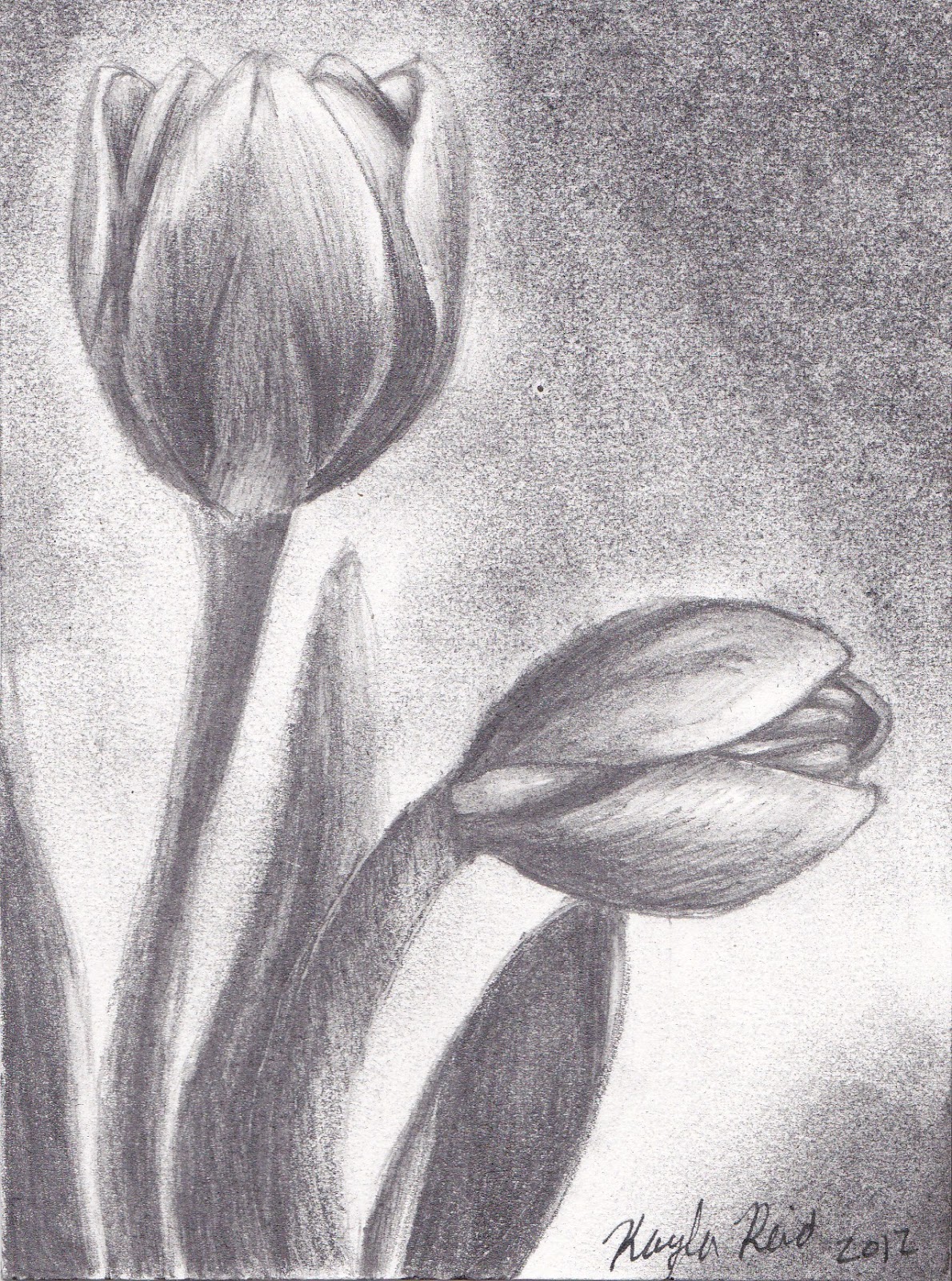 Drawing Flower of Pencil Sketches HD wallpaper (1190 x