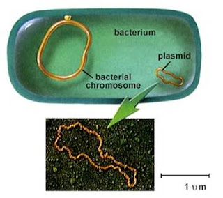 Prokaryotic Chromosome