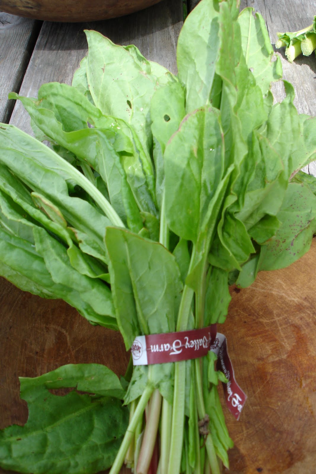 Harmony Valley Farm: Vegetable Feature: Sorrel...In the fall?!