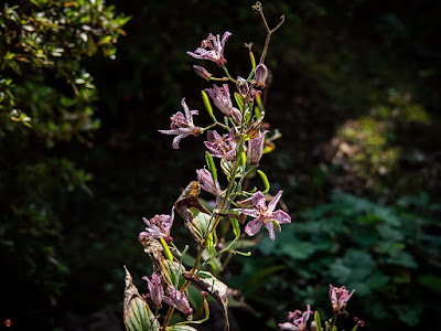 Hototogisu (Tricyrtis hirta) flowers: Engaku-ji