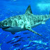 Wikipedia talk:WikiProject Sharks