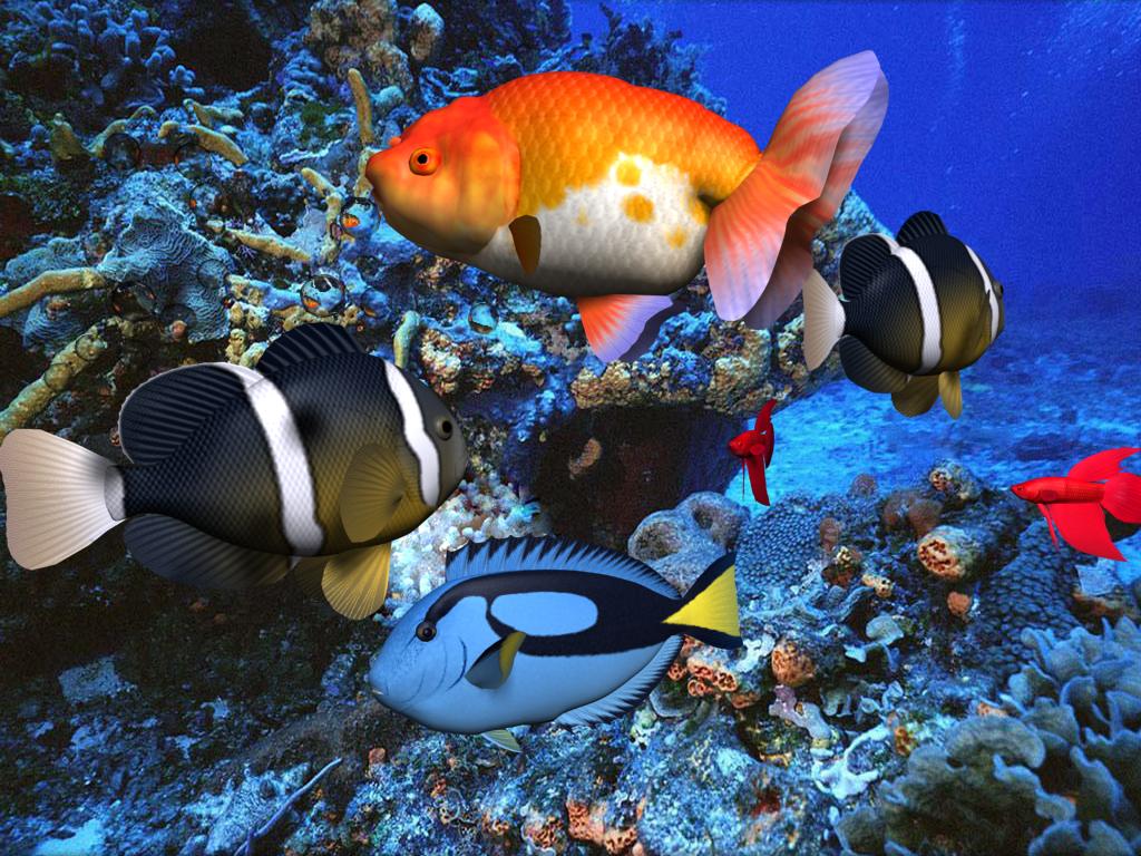 Beautiful Fishes Wallpaper Pictures | Sea Water Animals ...
