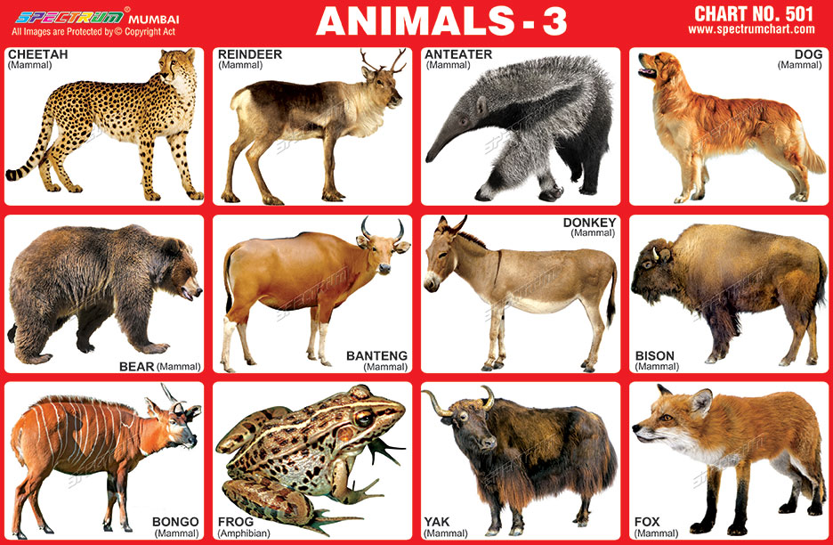Spectrum Educational Charts: Chart 501 - Animals 3