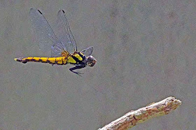 gold dragonfly, flight, branch