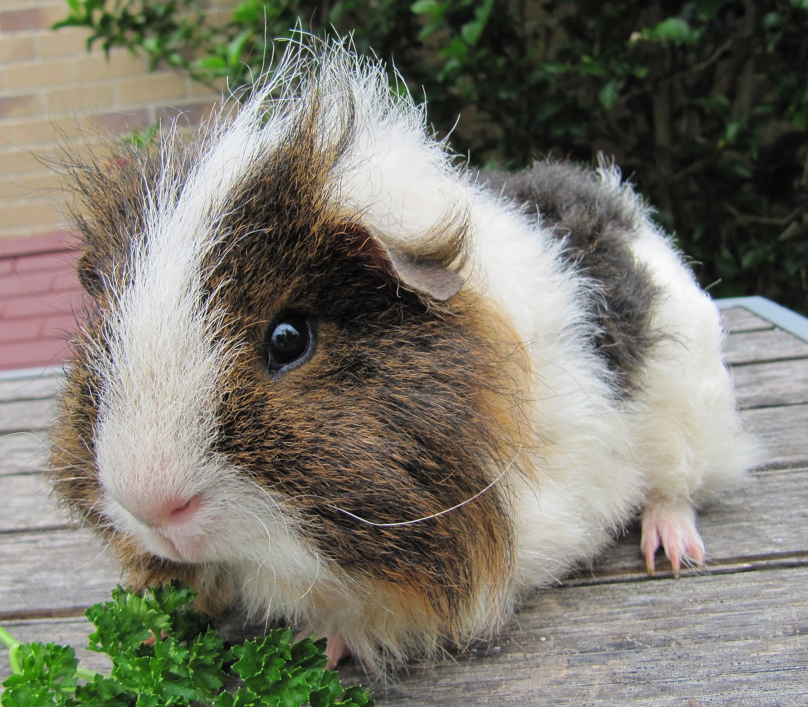All Things Guinea Pig Violet's new friend