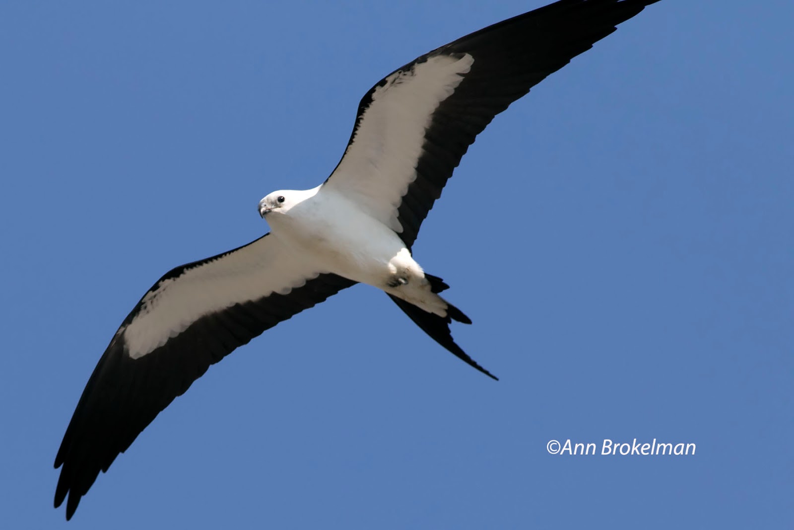 Ann Brokelman Photography Swallow Tailed Kites in Florida Keys Lifer
