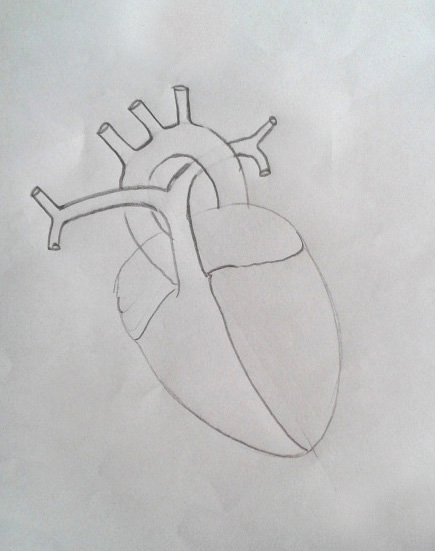 DRAW IT NEAT : How to draw human heart labeled