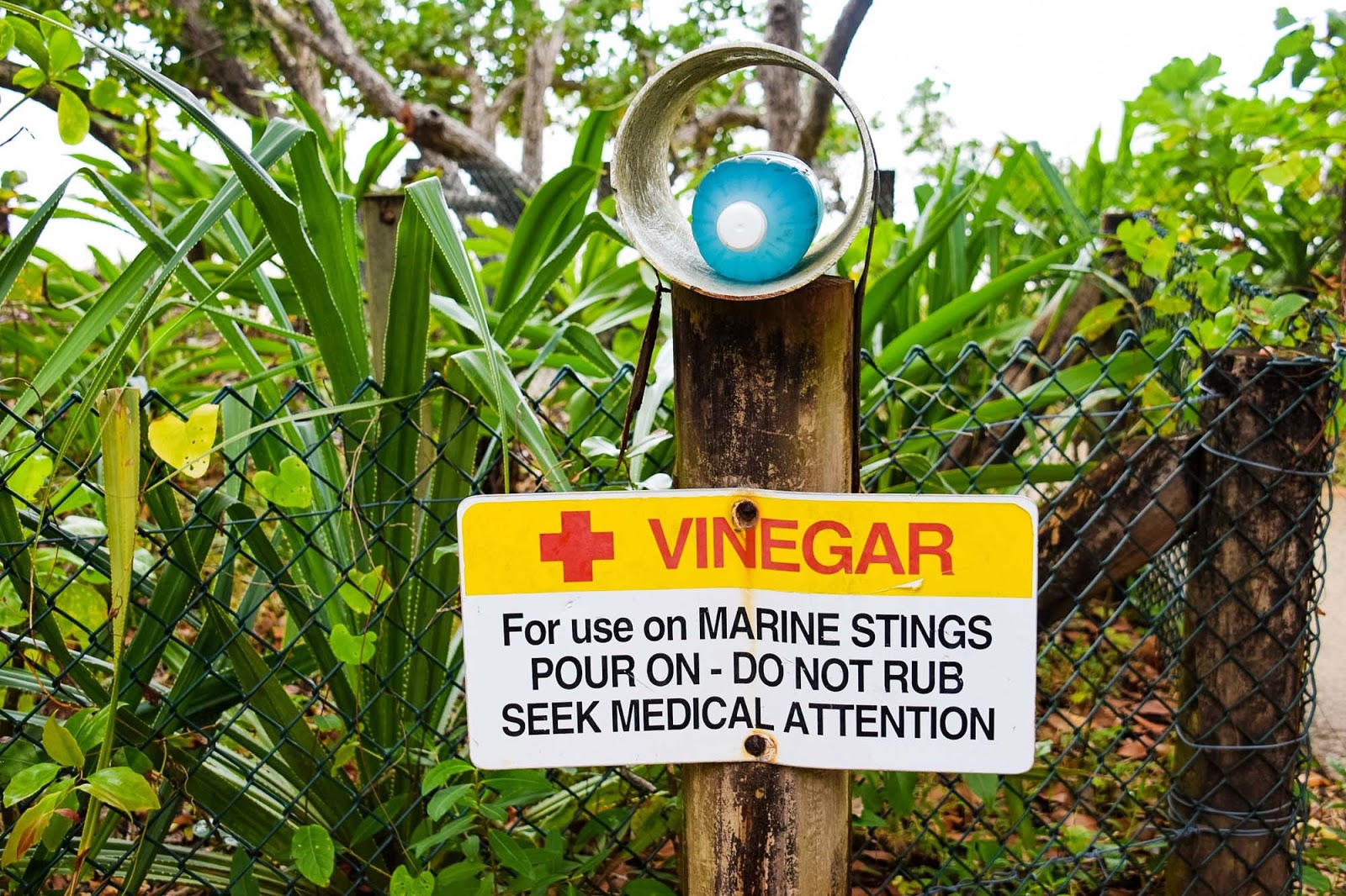 beach vinegar for marine stings