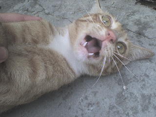 Rasa Sakit Pada Kucing