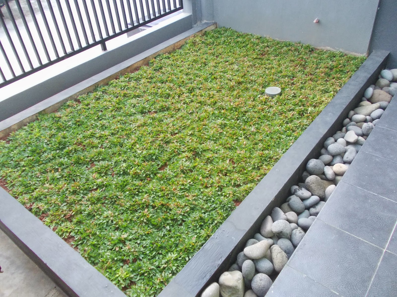 Jual rumput gajah mini murah untuk taman minimalis | solusi taman anda