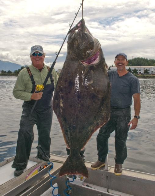 Mondo Pesca News ALASKA gigantesco halibut da 122 chilogrammi