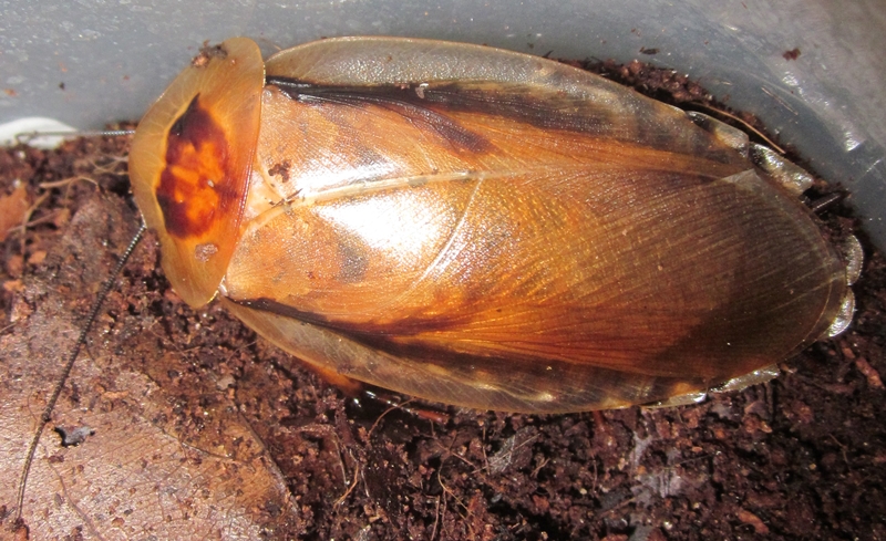 Hisserdude's Roaches B.Venezuela%25233