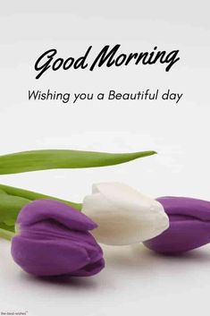 good morning flowers images hd