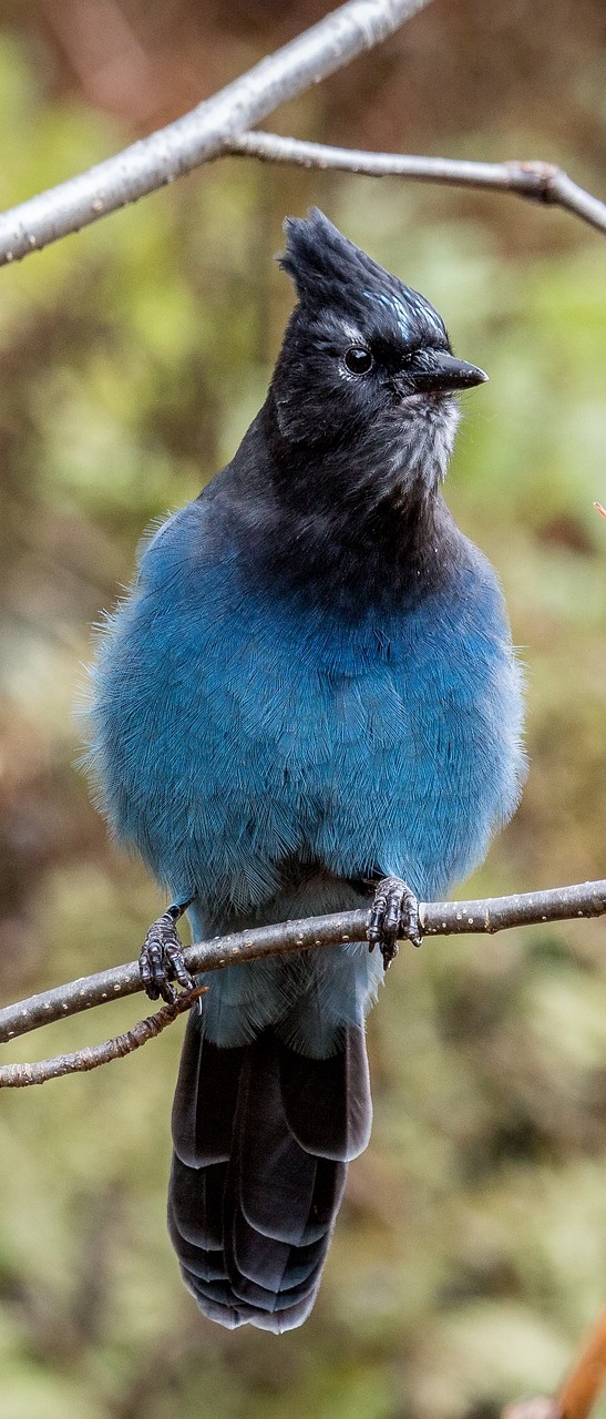 Picture of a steller's jay.