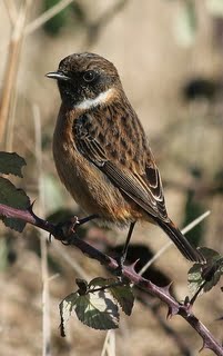 Stonechat