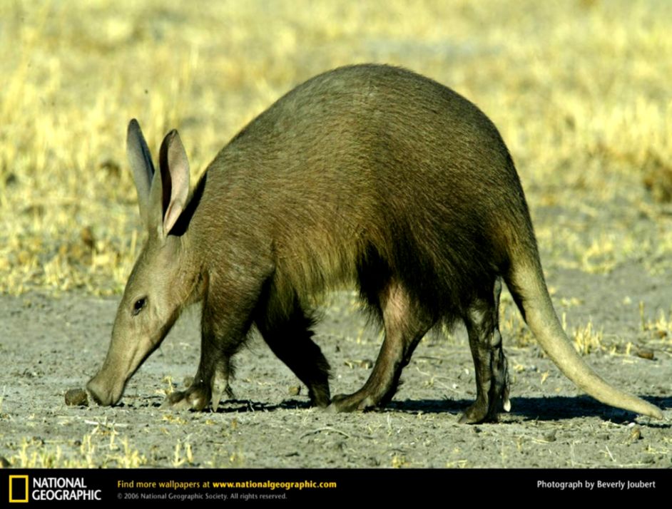 Aardvark Wallpapers Wallpaper Cave Aardvark Wallpapers Wallpaper Cave