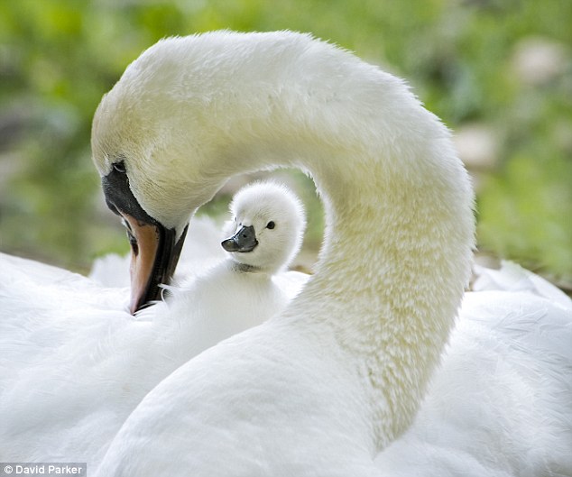 ForAnimalLover Ride a white swan take the dry option and