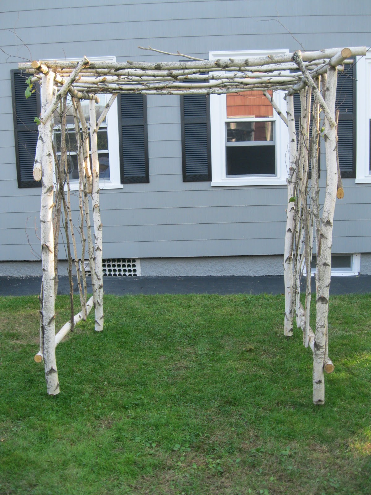 Rustic Stick Co.: Birch Arbor #1