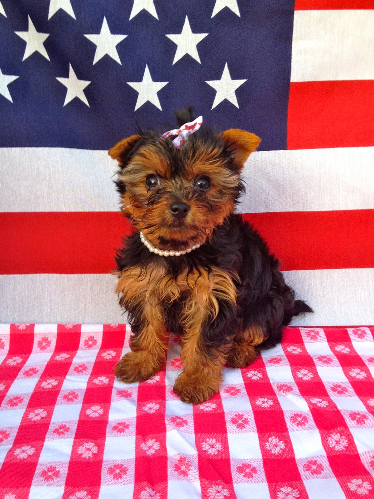 Yorkies to Happiness Hope You Have A Wonderful Fourth of July!!! Our
