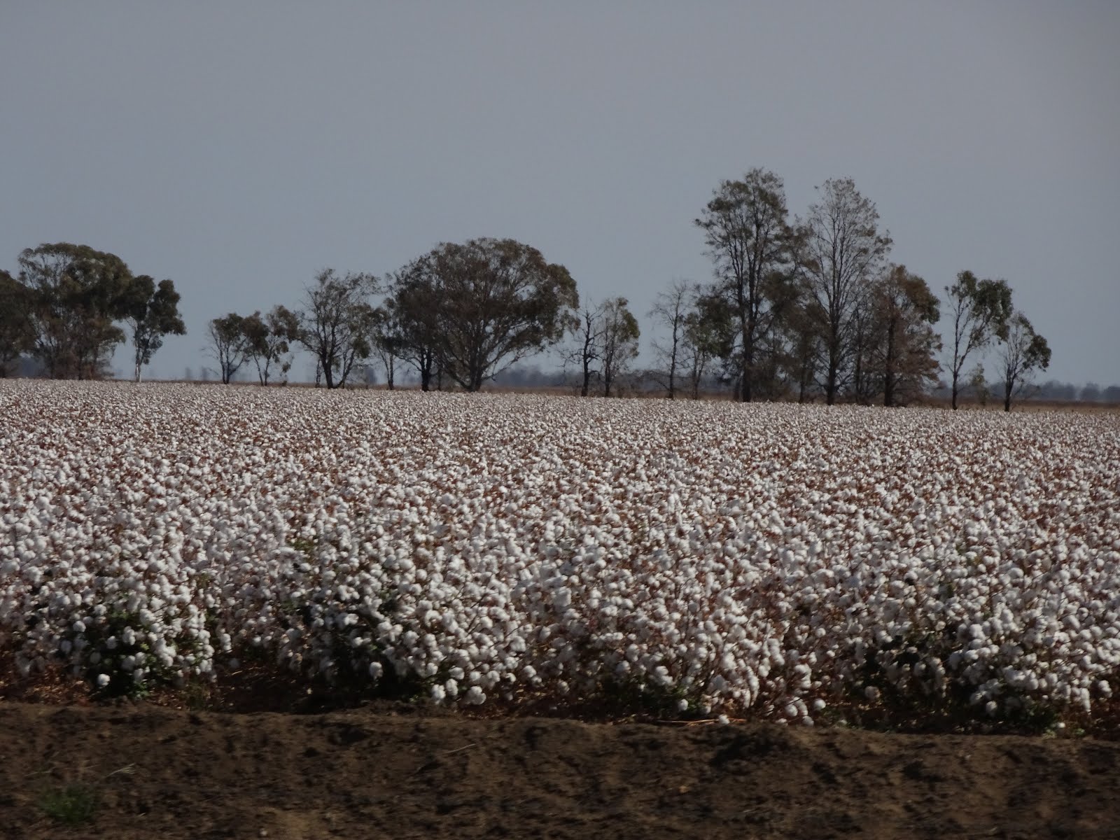 jannimary Destination Gulargambone