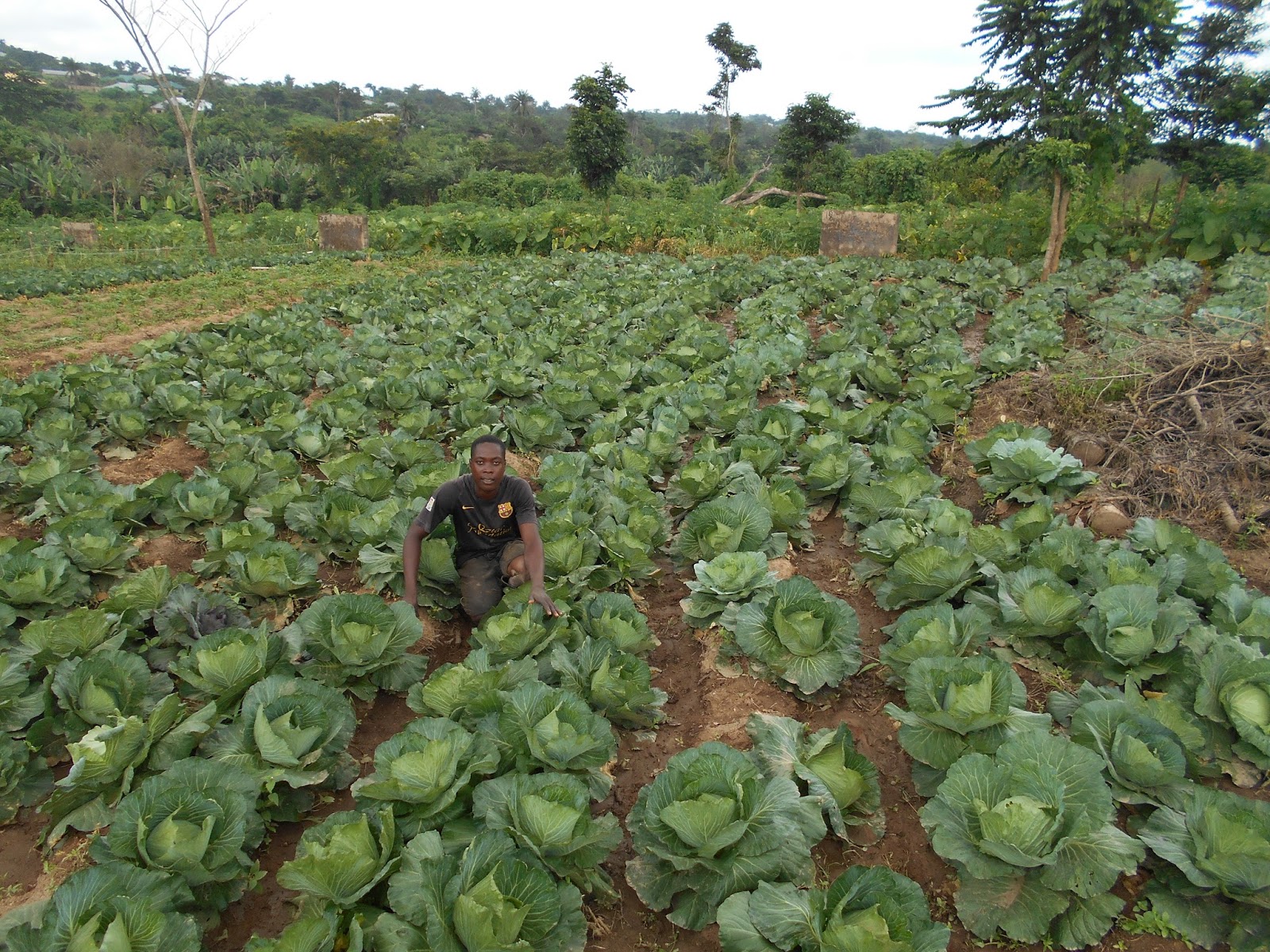 CABBAGE CULTIVATION UNDERSTANDING THE ENORMOUS PROFIT POTENTIAL OF